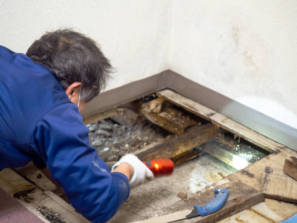 Best Toxic Mold Removal  in North Crossett, AR