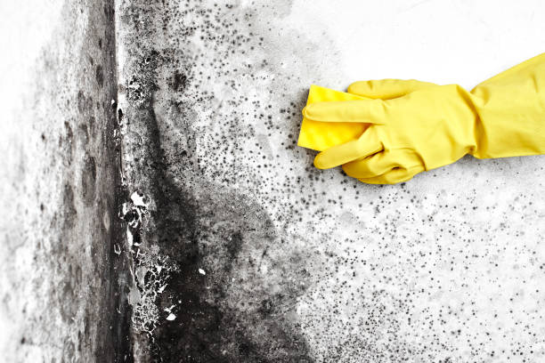 Best Crawl Space Mold Removal  in North Crossett, AR