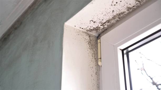 Best Mold Testing  in North Crossett, AR