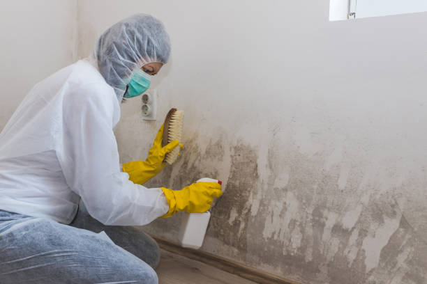 Best Commercial Mold Removal  in North Crossett, AR
