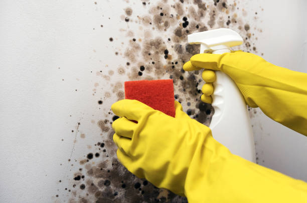 Mold Removal Process in North Crossett, AR